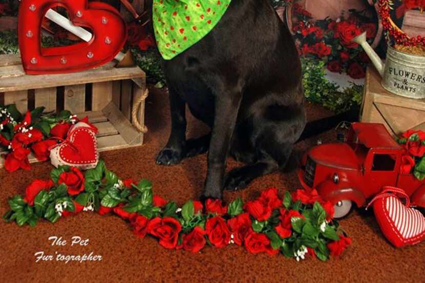 Bark Out Loud's Valentine Social on Saturday will feature portraits, door prizes and...