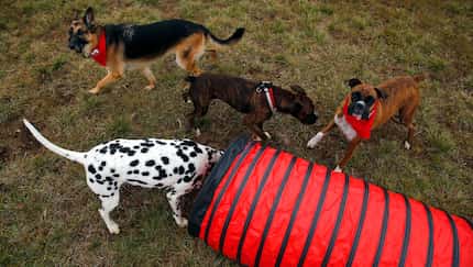 Texas Motor Speedway's first puppy park opened on Nov. 4, 2016. The dogs were too busy...