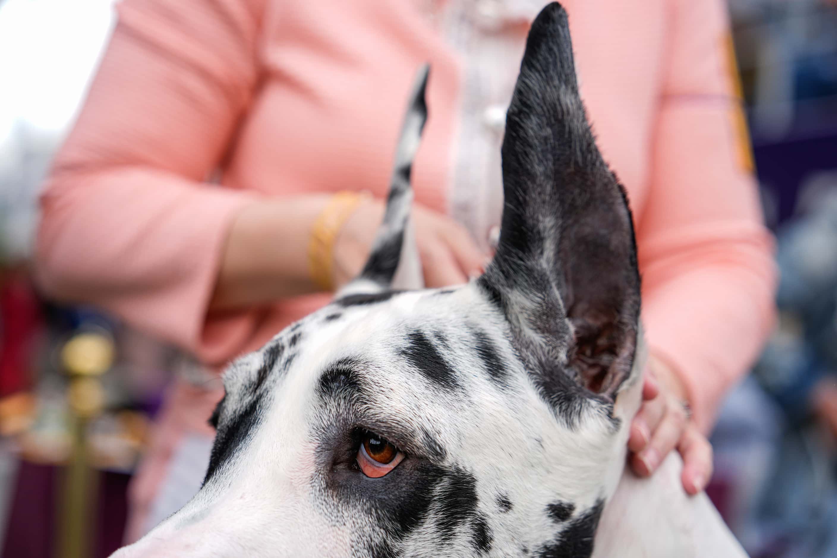 A Great Dane waits for breed group judging at the 148th Westminster Kennel Club Dog show,...
