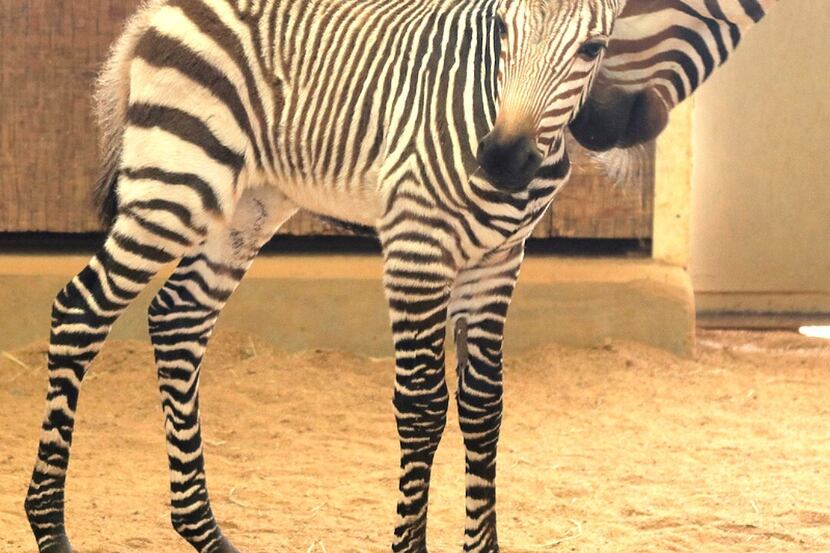 Wanda, a Hartmann's mountain zebra, gave birth to a baby boy on March 11.