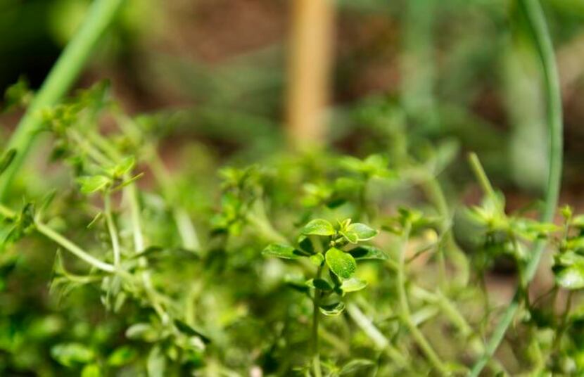
Herbs such as thyme are claiming garden spots once reserved for ornamental plants. Diane...