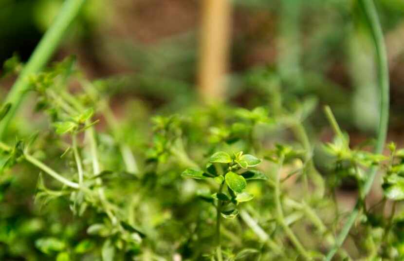 
Herbs such as thyme are claiming garden spots once reserved for ornamental plants. Diane...