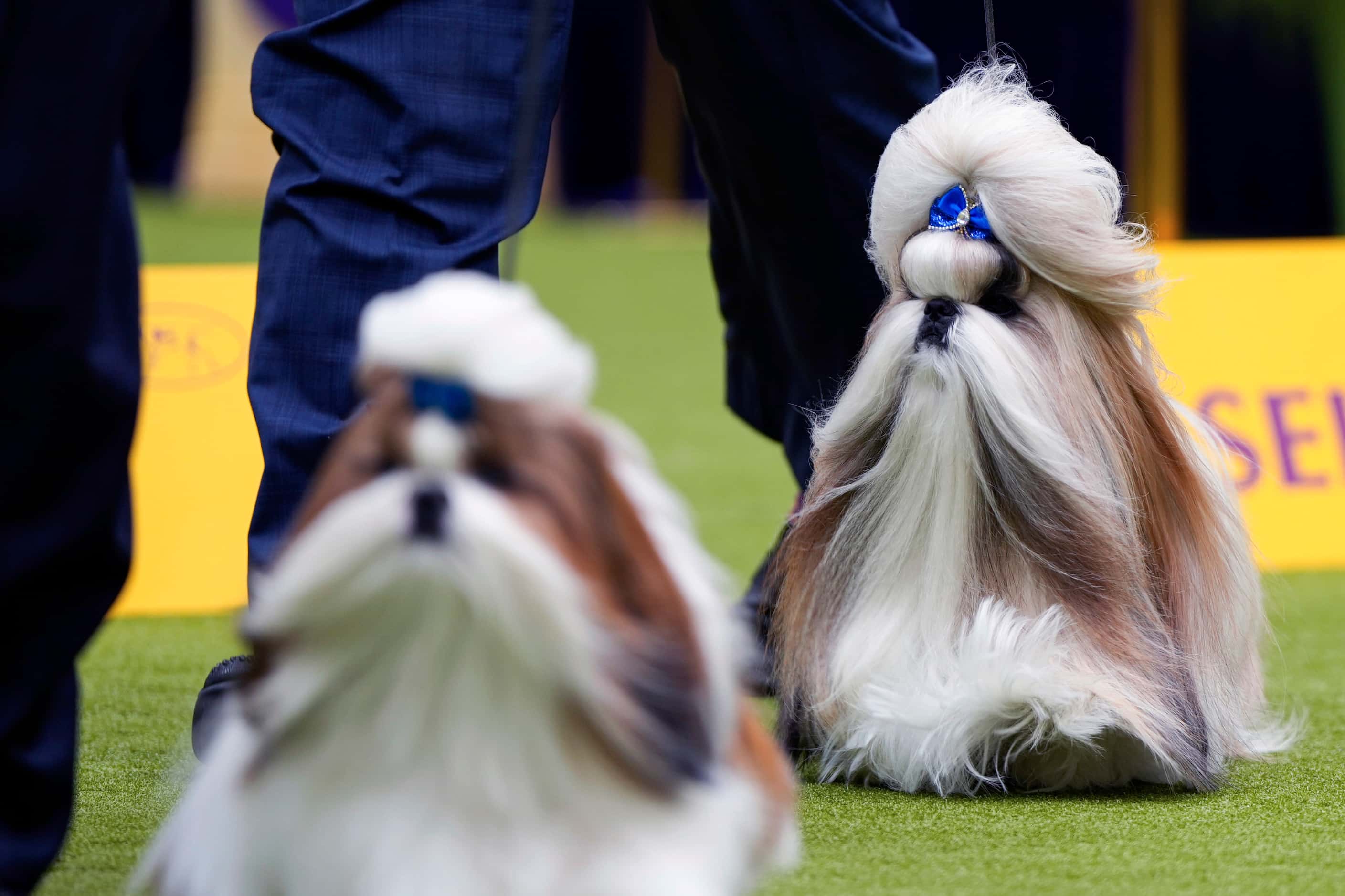 Comet, a Shih Tzu, right, competes in breed group judging at the 148th Westminster Kennel...