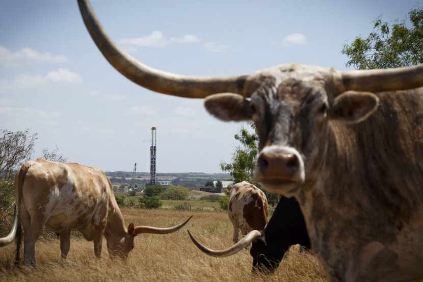Longhorns near a new oil well being drilled in Karnes County, Aug. 7, 2015. No place in...