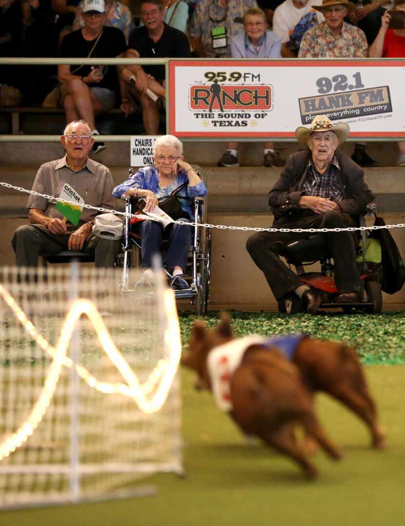 People watch the pig races at the State Fair of Texas at Fair Park in Dallas on senior...
