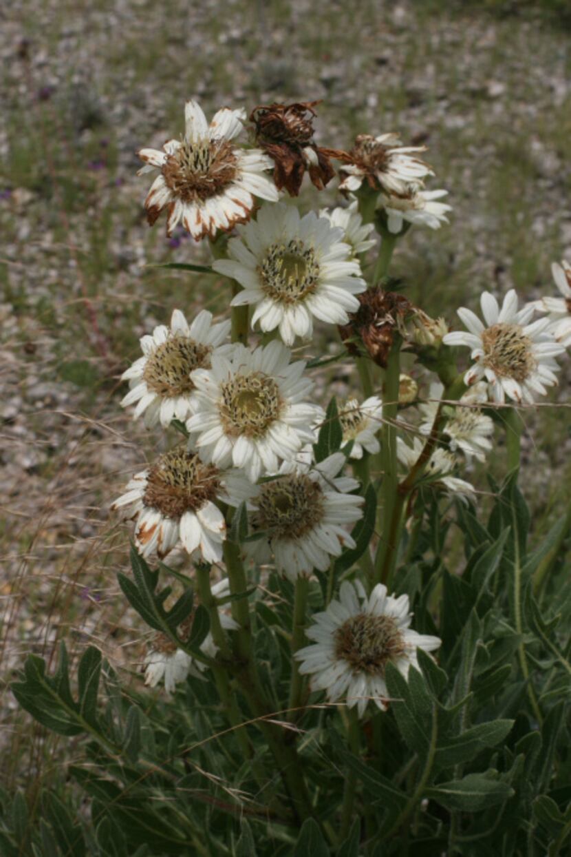Silphium albiflora. white compass plant.
White Rosin Weed or White Compass Plant is a...