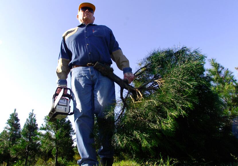 In this recent photo, Don Kachtik, owner of the K&K Evergreen Farm outside of Orange, Texas,...