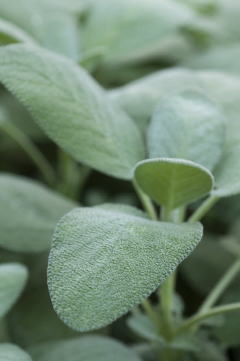 English sage is one of several varieties of sage.