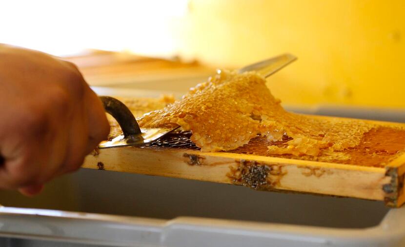 Perez removes  honeycomb from a frame used inside the beehives.