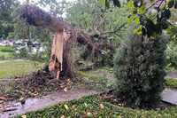 A collapsed tree at Daniel Avenue and Athens Avenue on Tuesday, May 28, 2024, in University...
