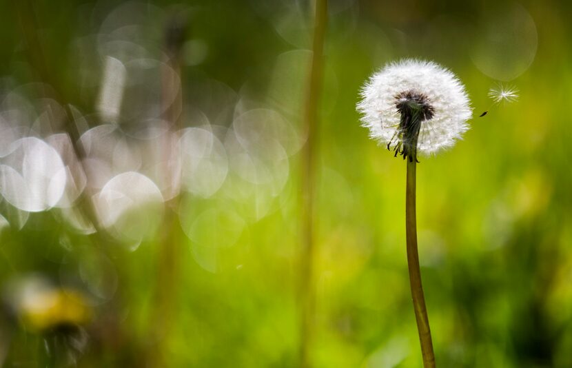 A dandelion seed alights on the wind on Sunday, March 18, 2018 at Reverchon Park in Dallas. 