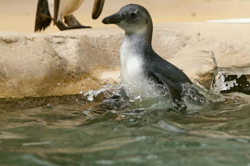 The Dallas Zoo's brother-sister penguin chick pair, Opus and Moshi, take their first swim in...