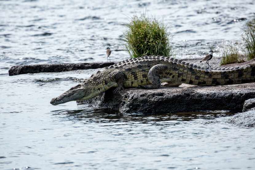 A Nile crocodile heads into the waters of Lake Victoria near Rubondo Island.