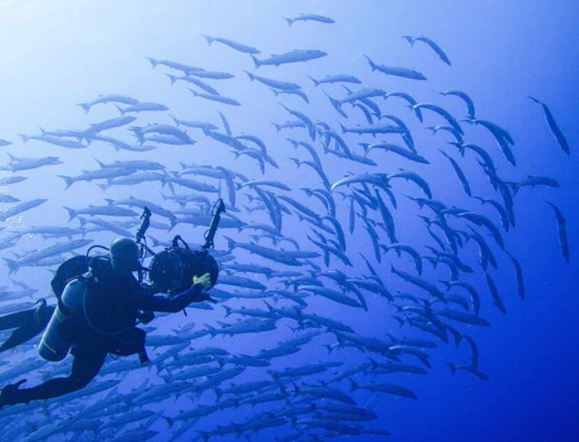 Diver and school of barracuda off Kosrae, FSM.