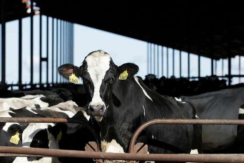 Cows are seen at a dairy in California, Nov. 23, 2016.