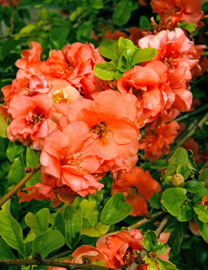 
Among the many selections of flowering quince in the marketplace, choosing one specific...