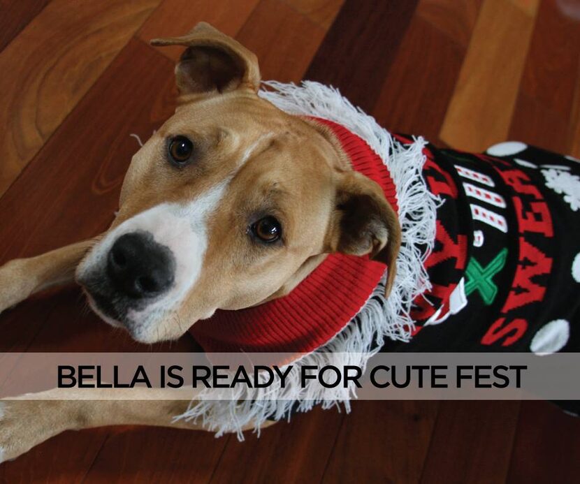 Bedford's Christmas celebration for pets  includes a costume contest. (City of Bedford)