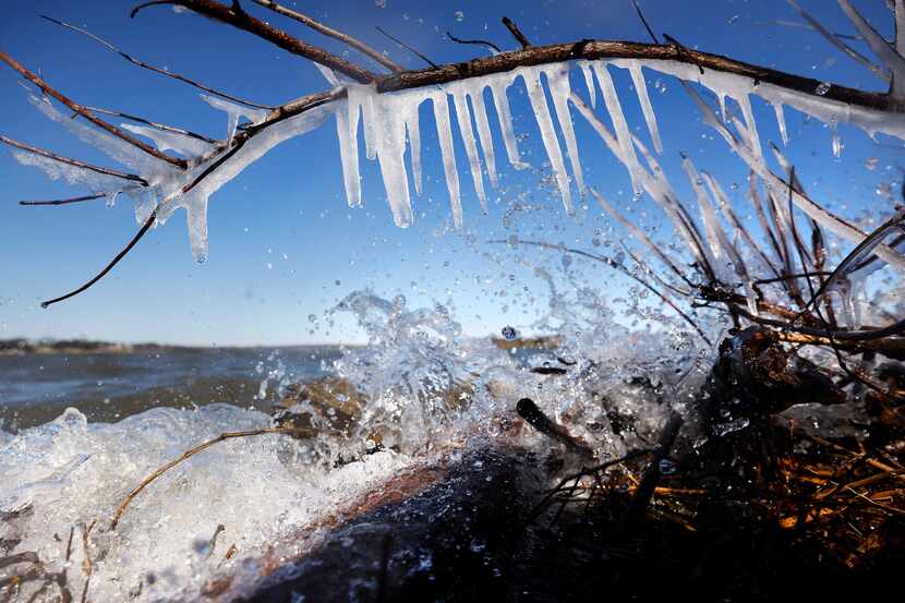 Icicles froze on branches near the shore of Dallas' White Rock Lake in January 2022 after...