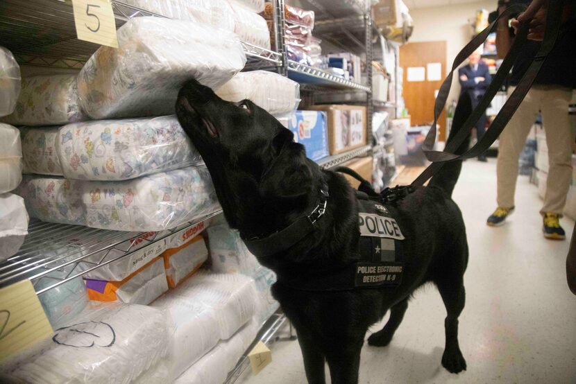 Remi, a K9 Officer with the Dallas Police Department, demonstrates how she is trained to...