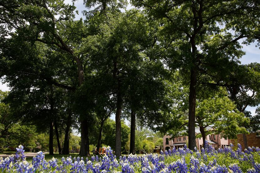 The Forest Hills neighborhood of Dallas was in full bloom this month.