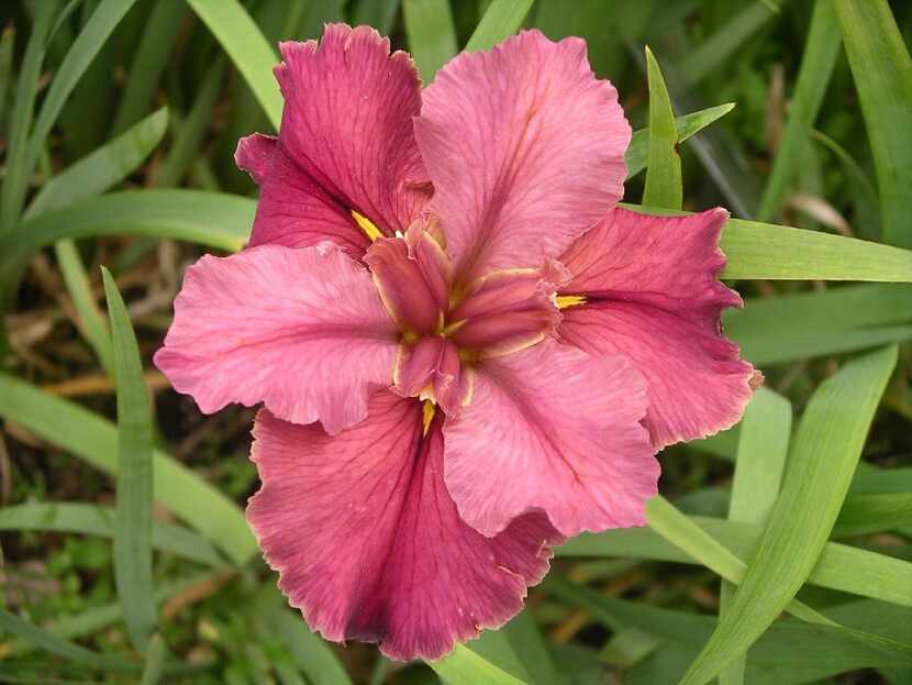 Find iris rhizomes at the Iris Society of Dallas sale.