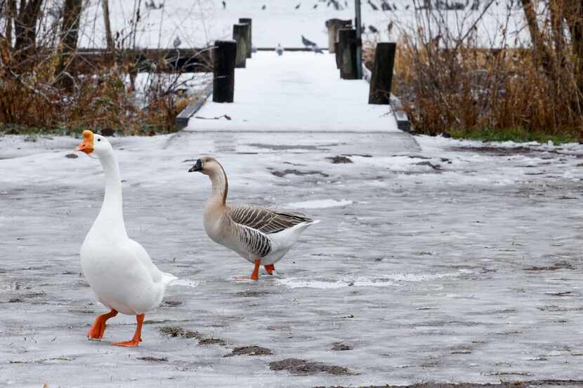 Geese walk across the ice-covered ground at White Rock Lake in Dallas, Thursday, Feb. 2,...