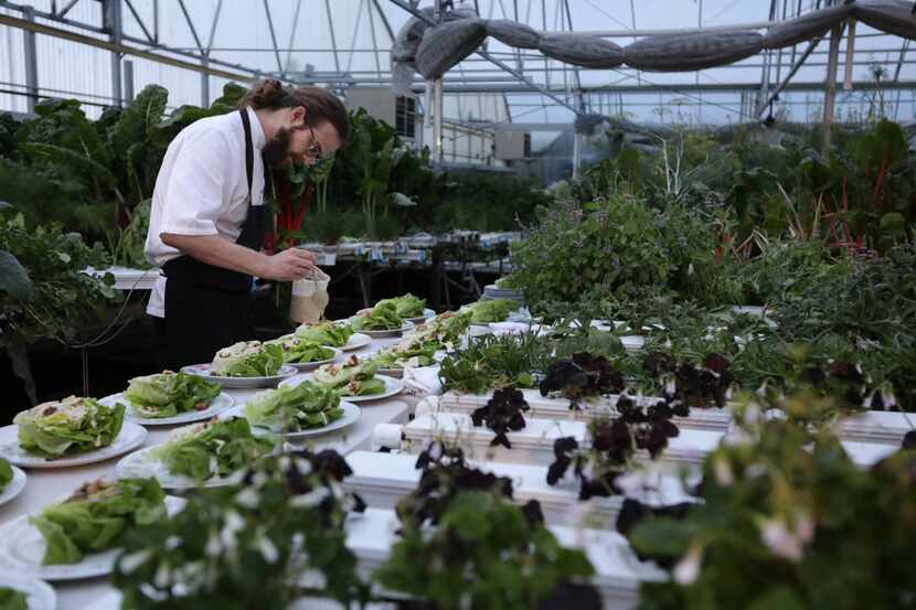Chef Josh Sutcliff prepares salad surrounded by lettuces growing in the greenhouse at...