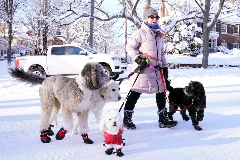 Courtney takes several dogs for a stroll near Lake of the Isles in Minneapolis on  Thursday,...