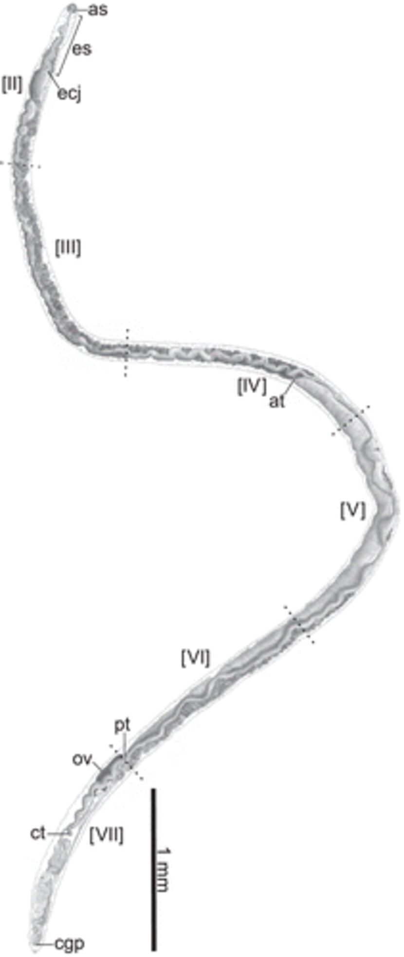 Baracktrema obamai es el nombre del parásito (Cortesía: journalofparasitology.org)