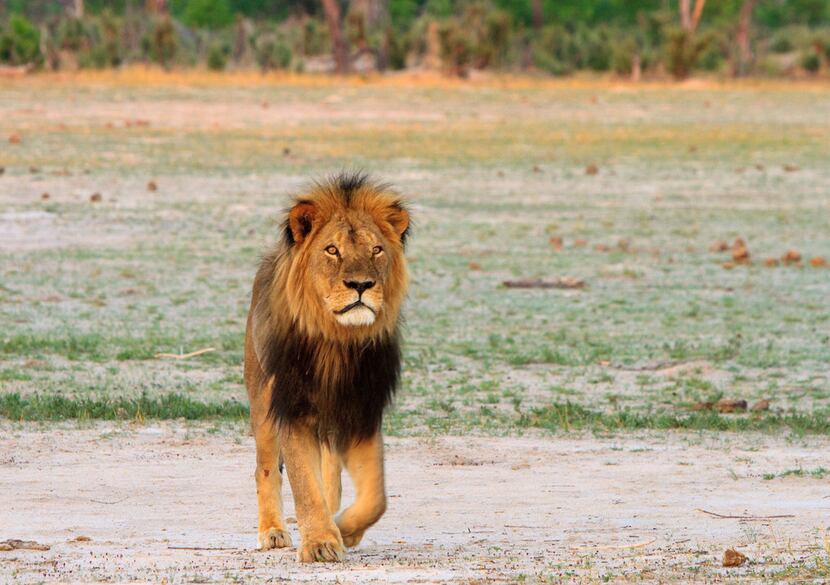 Cecil the lion roamed on the plains in Hwange National Park on Nov. 18, 2012 in Zimbabwe. In...