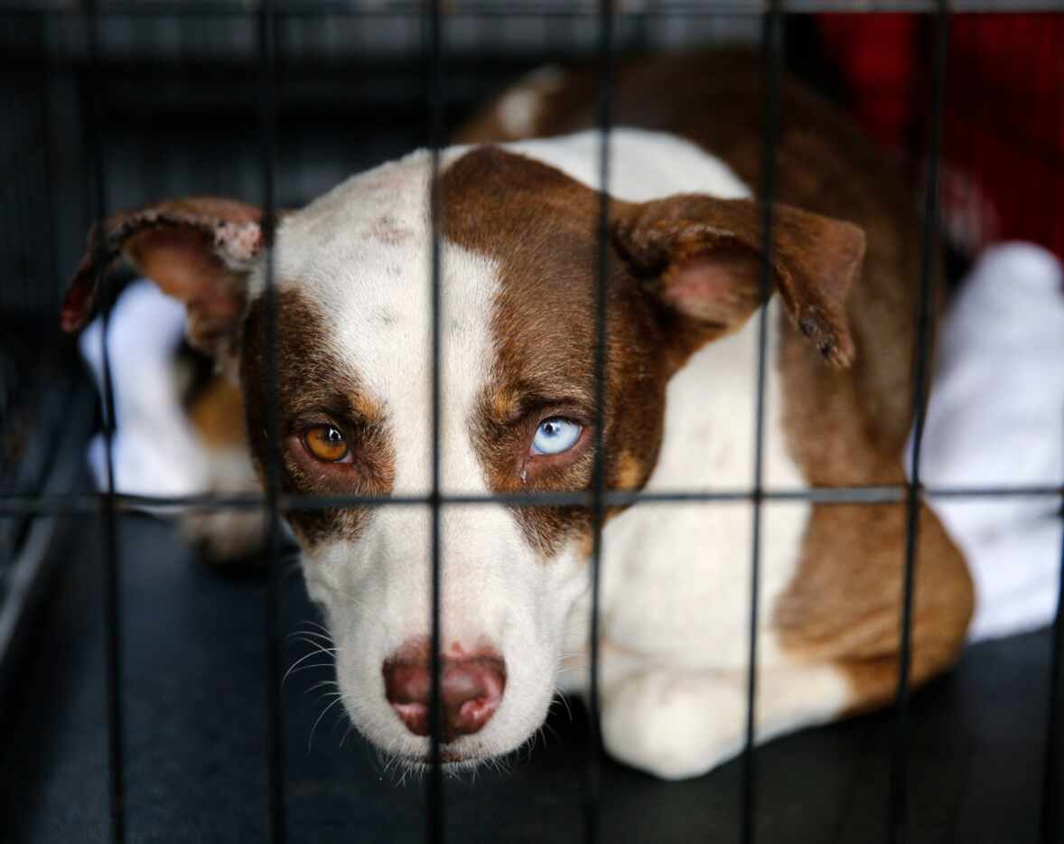 One of many rescued dogs waited to be taken to the Austin area after going through tests in...