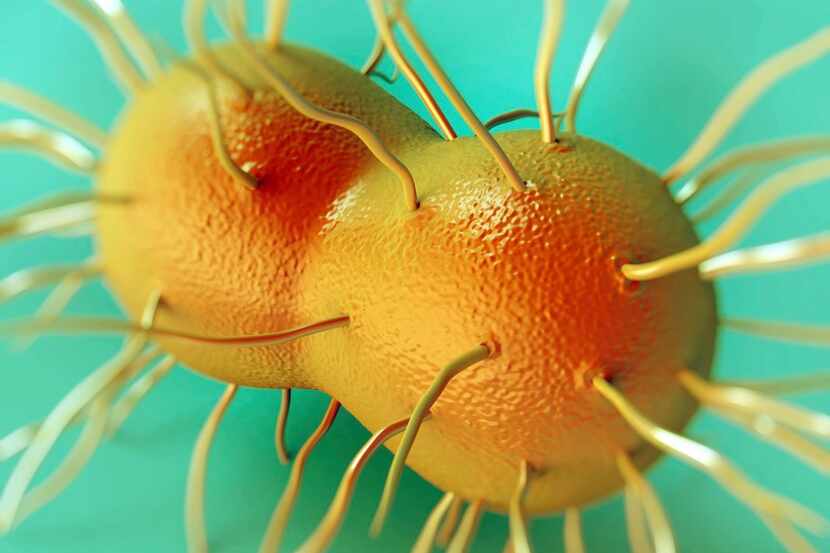 A gonorrhea bacterium.
