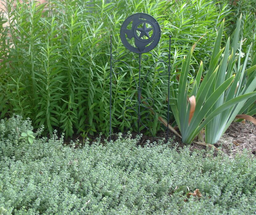 Silver  thyme is an attractive variety of thyme you can grow.