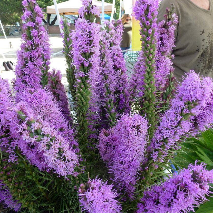 John Wolf grows this liatris, or bottle brush, at Wolfsong Farm in Forney. He says it...