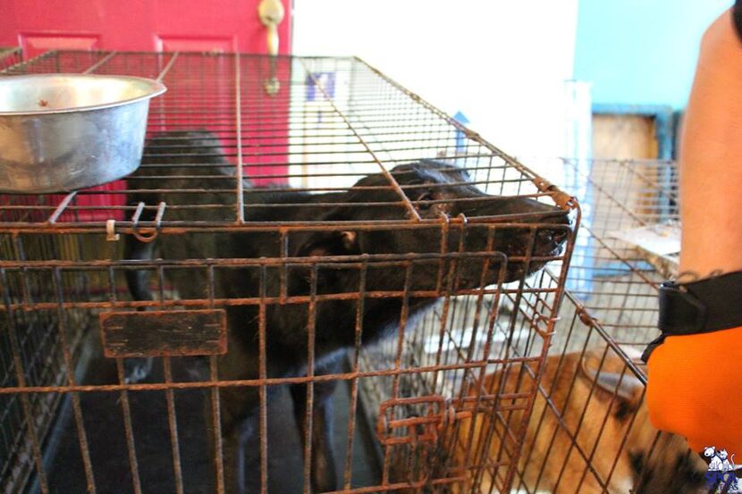  Many dogs were living in crates crates inside a feces-filled, urine soaked house.