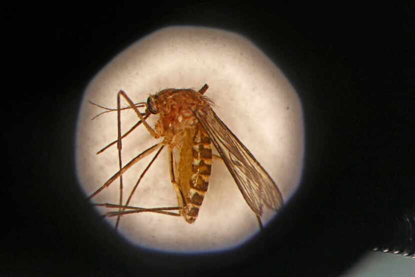 A mosquito is seen through a microscope at the Dallas County mosquito lab in this 2013 file...