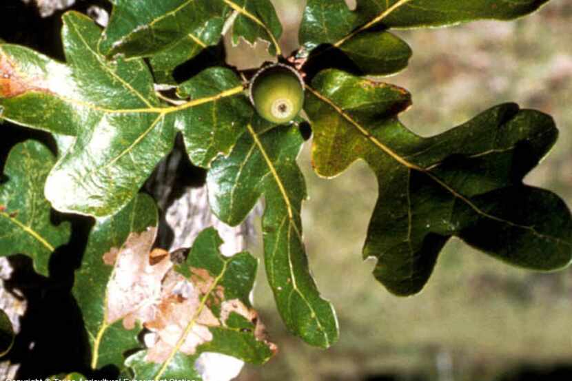 A healthy leaf of the post oak (Quercus stellata)
