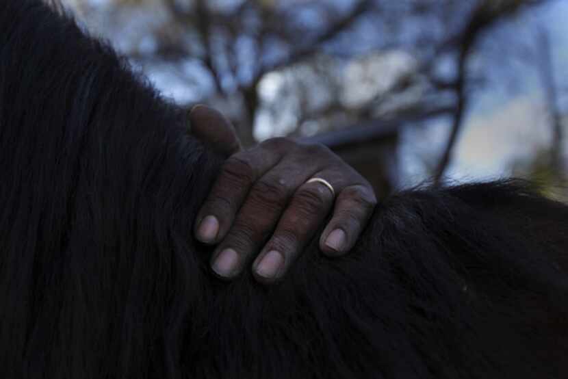 David Shanks brushes the dust from his horse Luther before riding him along Muncie Avenue in...
