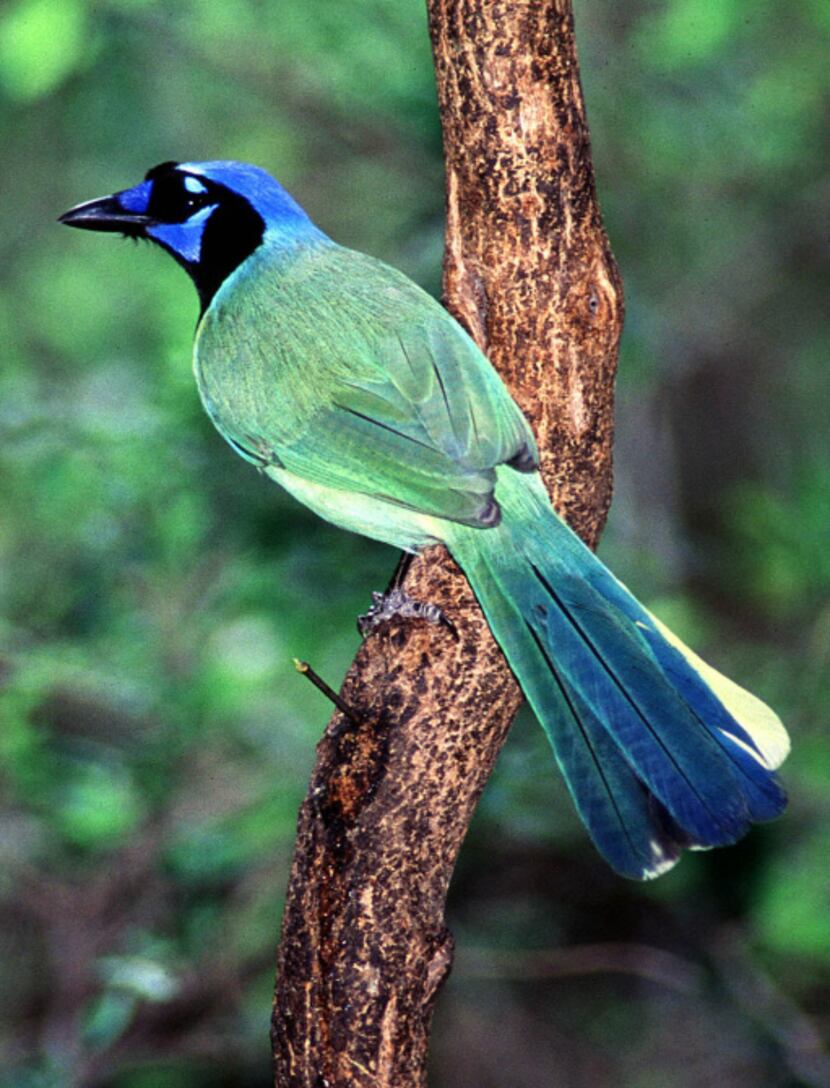 The green jay, a neotropical species, is  the official bird of McAllen.