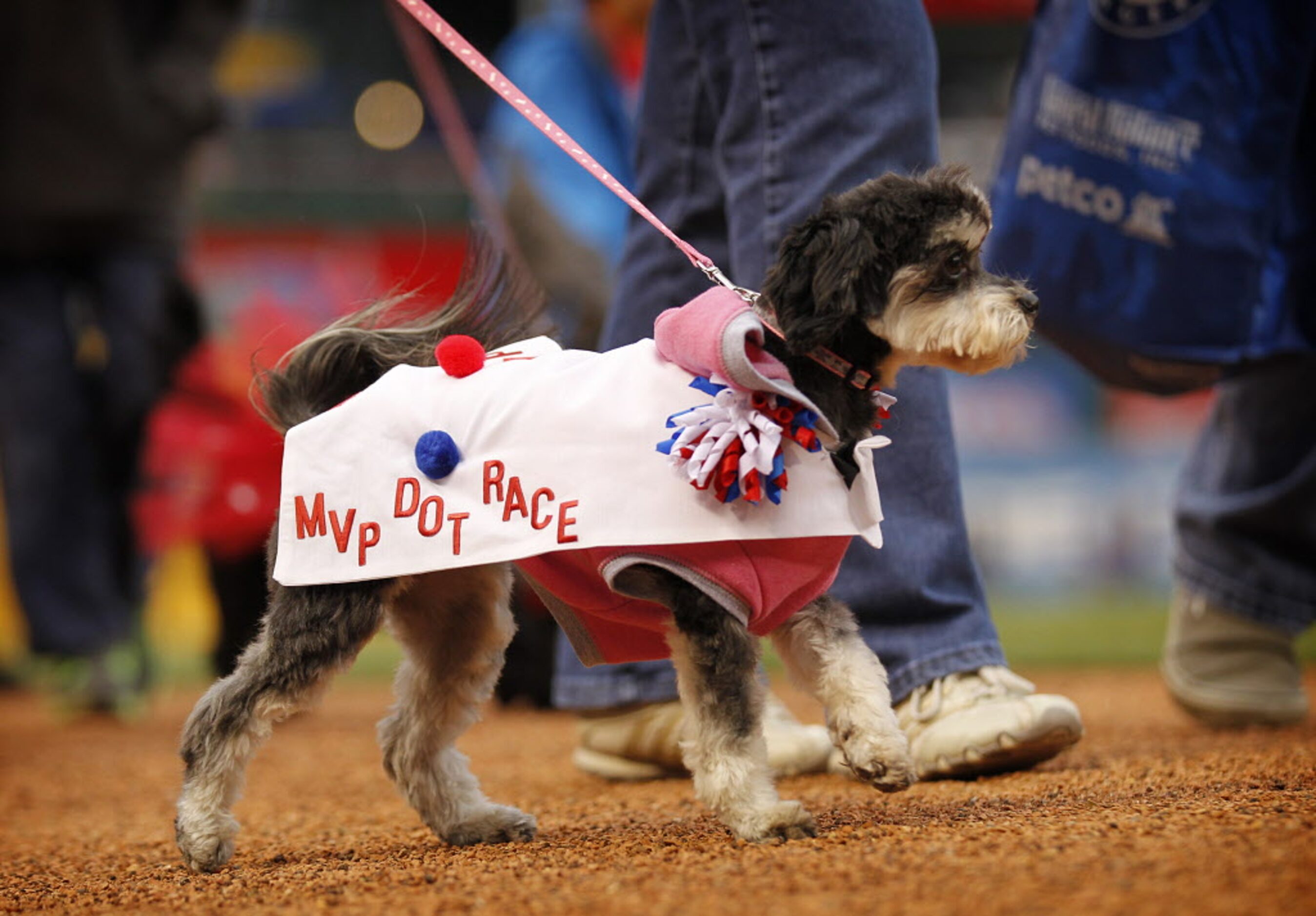 Molly, a dog from Mansfield, was dressed as the MVP of the dot race.