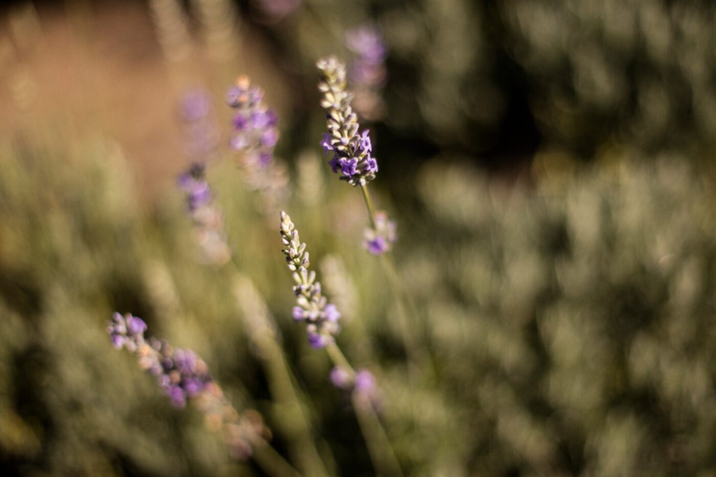 Bonterra Winery uses cover crops in its organic farming practices. 