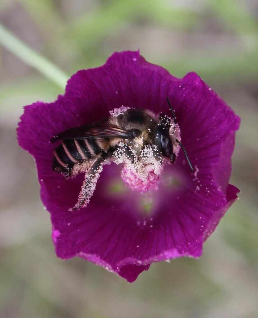 
Leaf-cutter bees snip precise half-moons out of rose foliage to make nest cells for their...