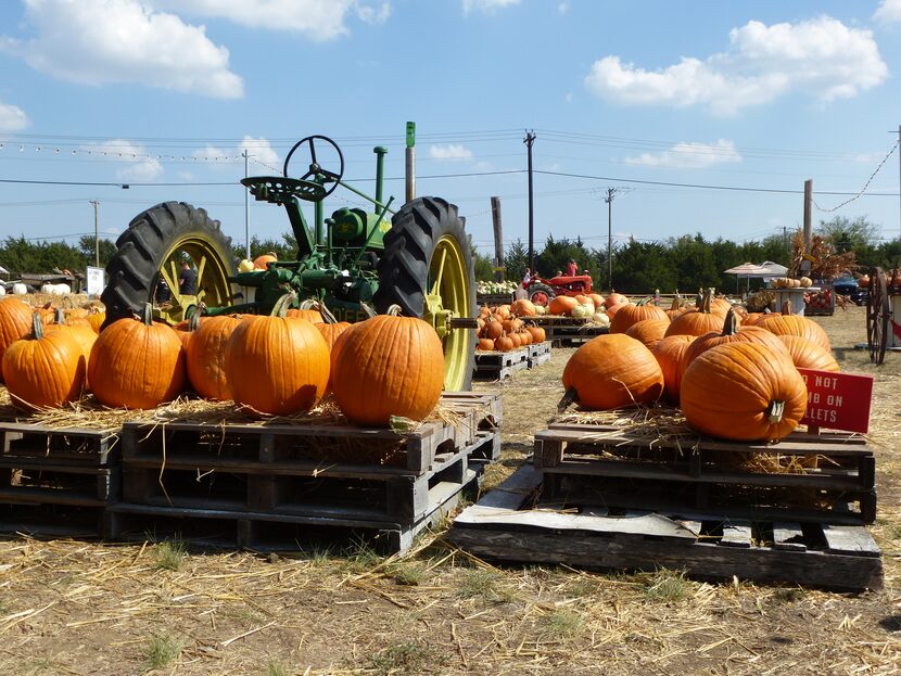 Lola's Pumpkin Patch at Lola's Local Market in Melissa includes vintage tractors in addition...