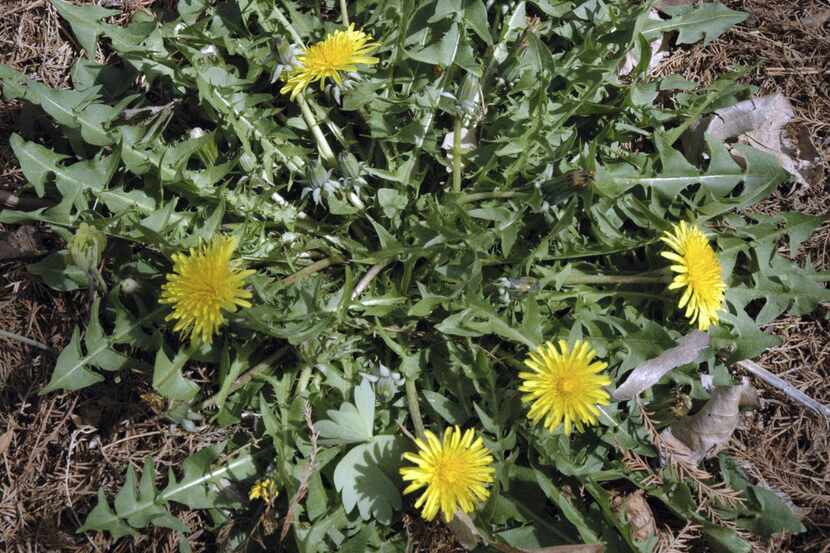 Dandelions (Taraxacum officinale)