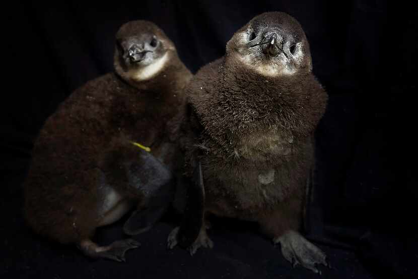 Two recently hatched endangered African penguin chicks photographed at the Dallas Zoo on...