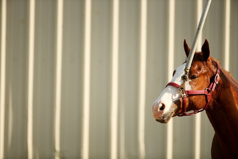 A horse walks in circles at Lone Star Park in Grand Prairie, Texas Tuesday April 17, 2019....