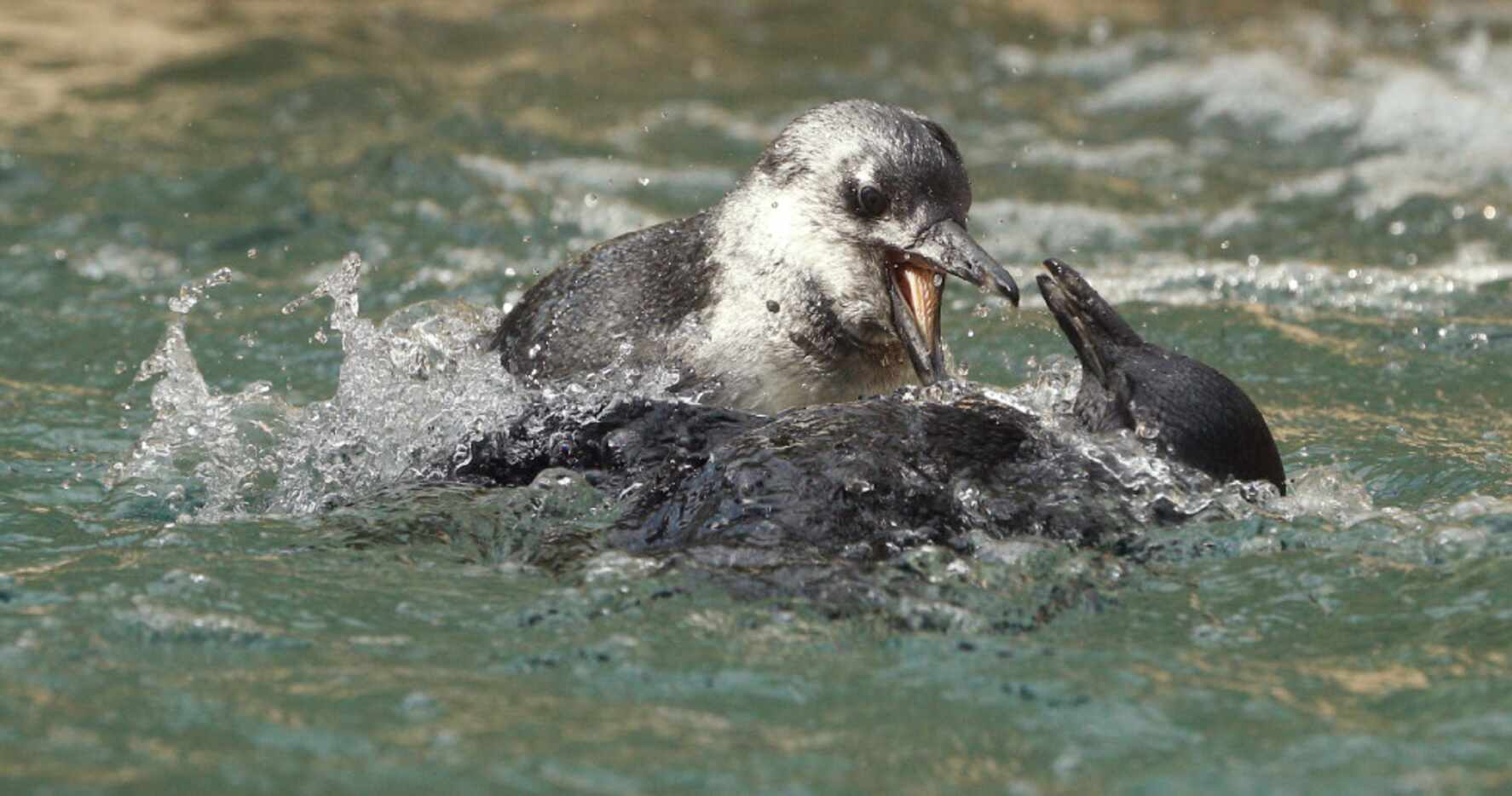 The Dallas Zoo's brother-sister penguin chick pair, Opus and Moshi, play during their first...