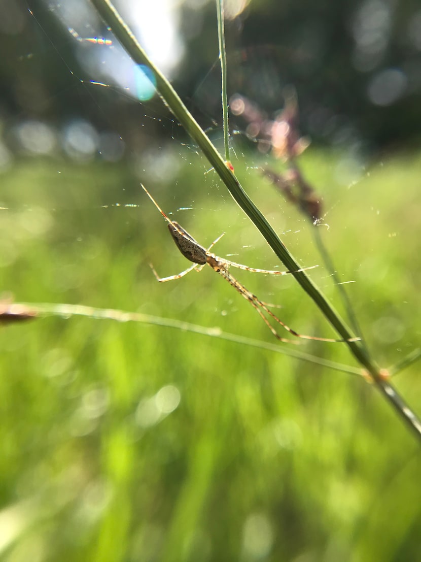 A long-jawed orb weaver sits on its web alongside the Trinity River in Fort Worth. These...