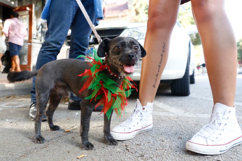 Two year old Monkey came to the Bishop Art District's Christmas In July event with owner...