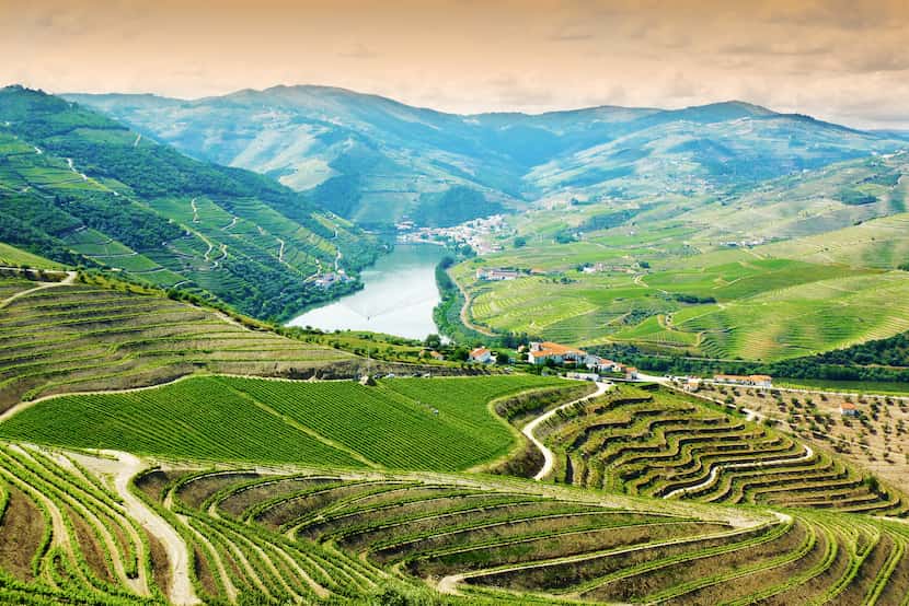 Vineyards in Douro Valley, Portugal, Portuguese port wine


